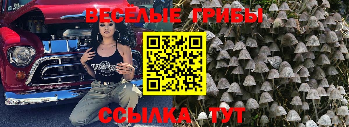 где продают наркотики  Псилоцибиновые грибы GOLDEN TEACHER  Вход с VPN  Среднеуральск  Псилоцибиновые грибы Psilocybe 